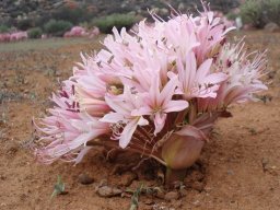 Brunsvigia